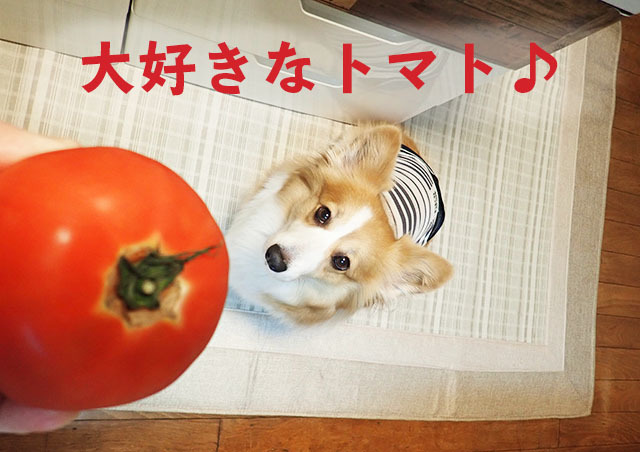 コーギー犬まりもにトマト コーギーまりも Marimo The Corgi
