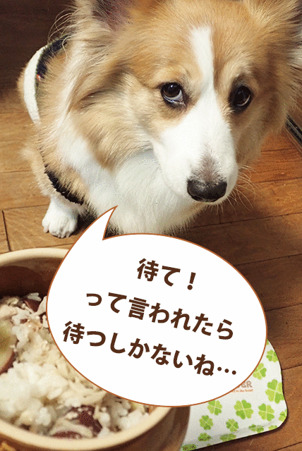 コーギー犬まりも サツマイモとブロッコリーのごはんをモリモリ食べる フラッフィーコーギーまりも